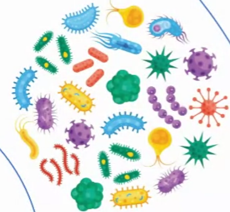 BHK HCP Antigen concentrate