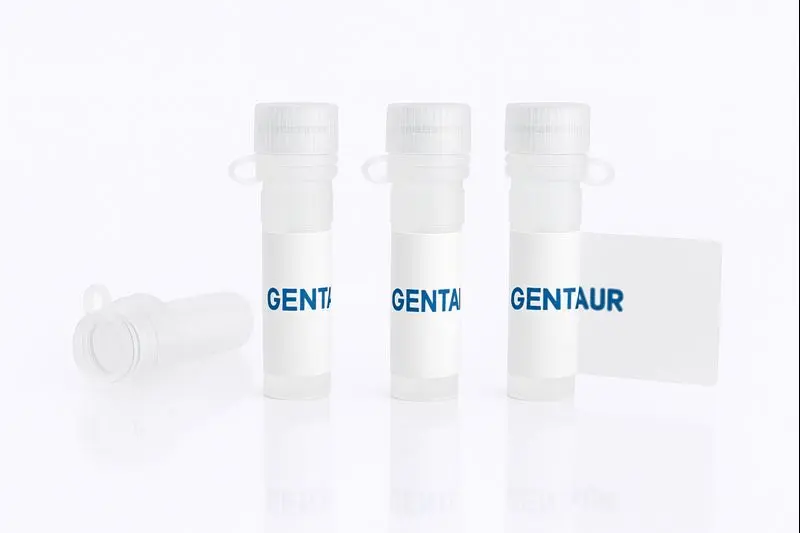 BCAT1, Human (His, Strep)